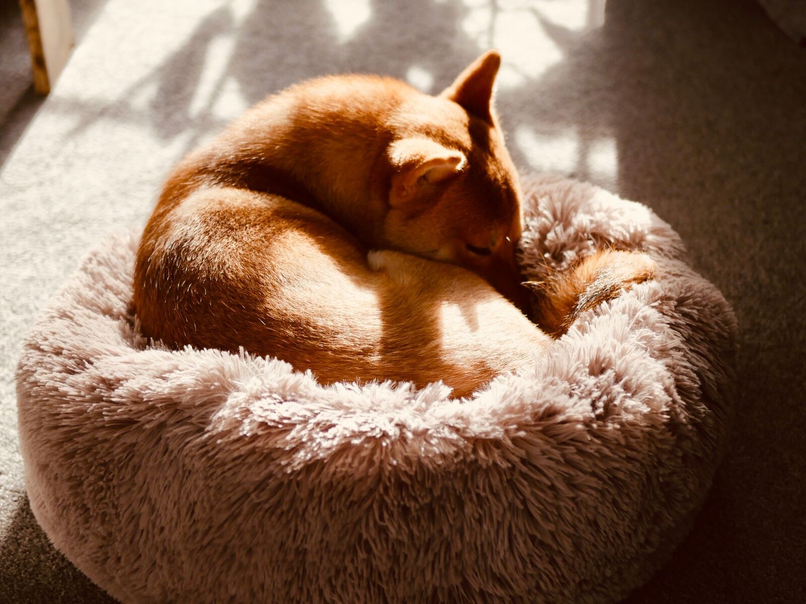 Dogs resting together in the calm Paw House studio