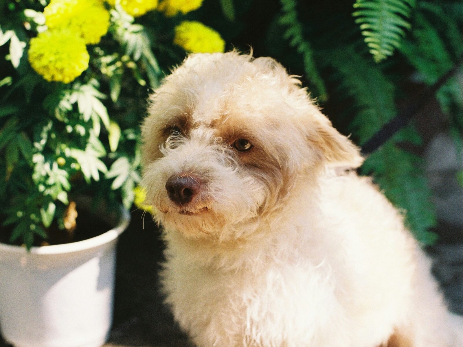 A freshly groomed, happy dog at Paw House