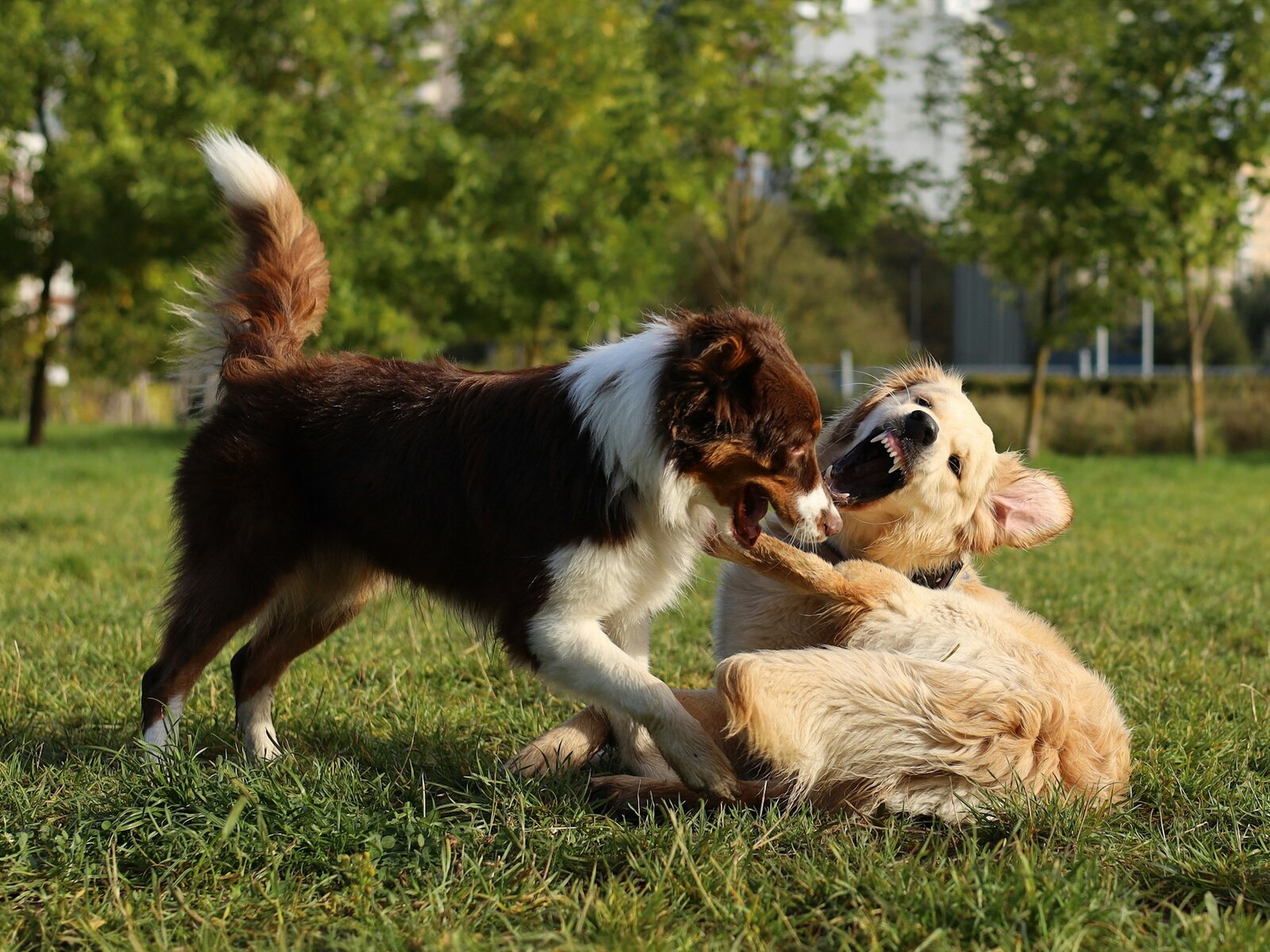 Happy dogs playing together at Paw House